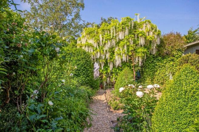 Wisteria