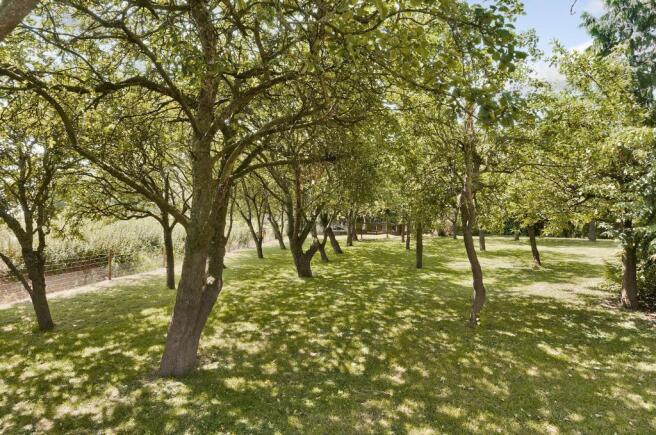Orchard