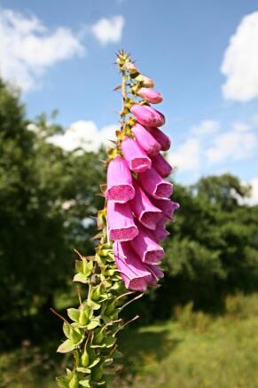 Wild flowers