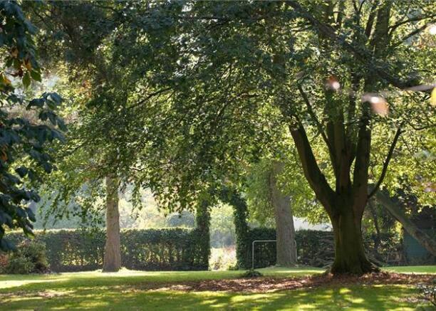 Mature Trees
