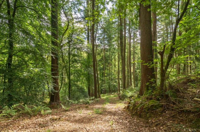 Woods Nr. Stoodleigh