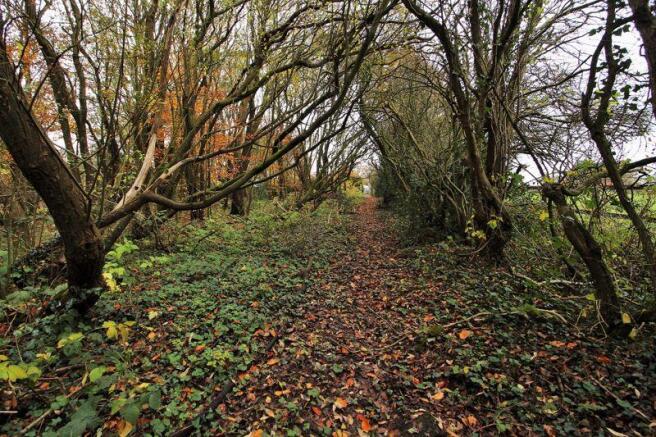 Woodland