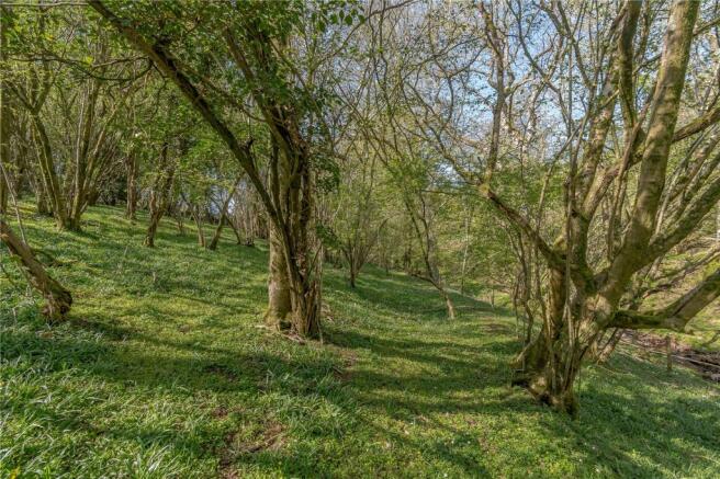 Ancient Woodland