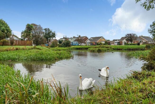 Duck Pond