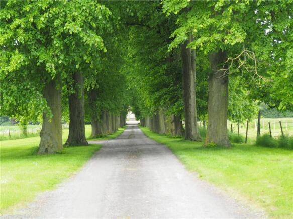 Tree-Lined Driveway