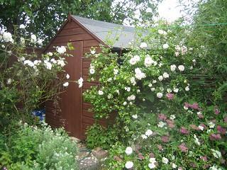 Garden Photo