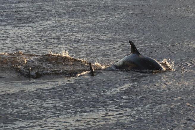 Dolphins swimming off the coast, close to Whiteland Coast, Newtonhill, Stonehaven 