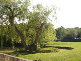 Rear Gardens