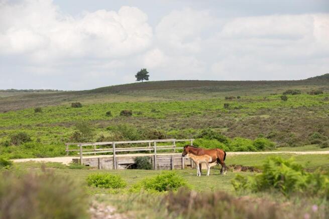 New Forest
