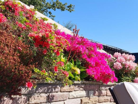 Flowers in bloom