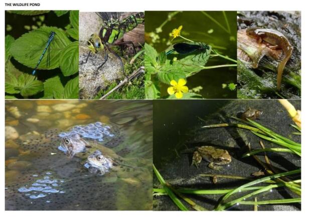 Wildlife Pond.jpg