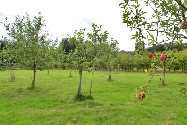 Orchard