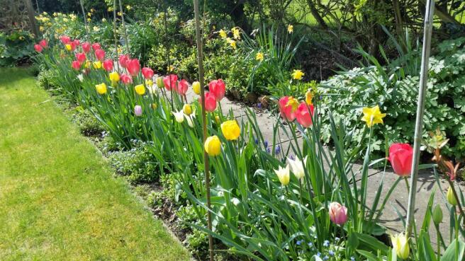 Tulips