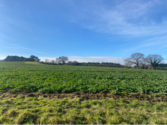 Field 