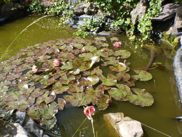 Pond