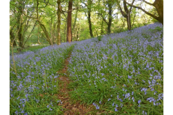 Woodland