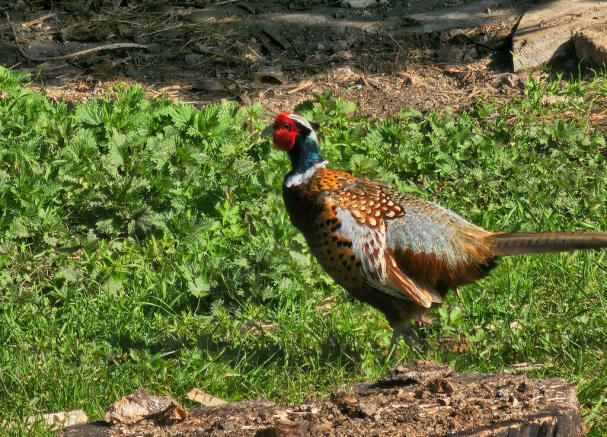 Pheasant