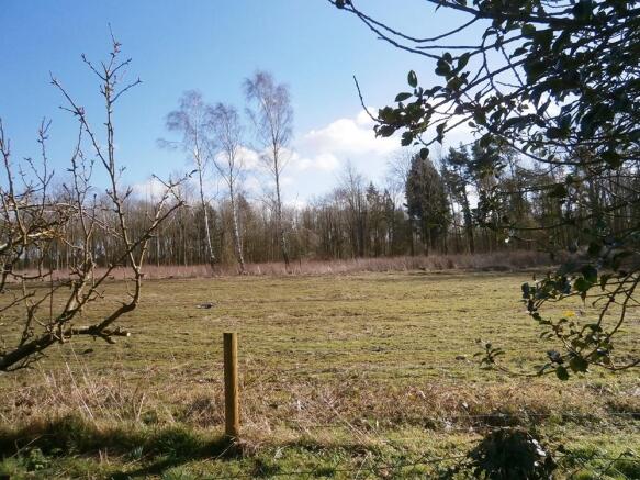 Woodland view