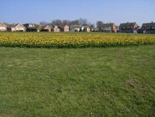 Green nearby