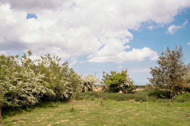 345594 - field.jpg