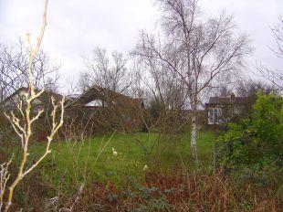 Garden (2)
