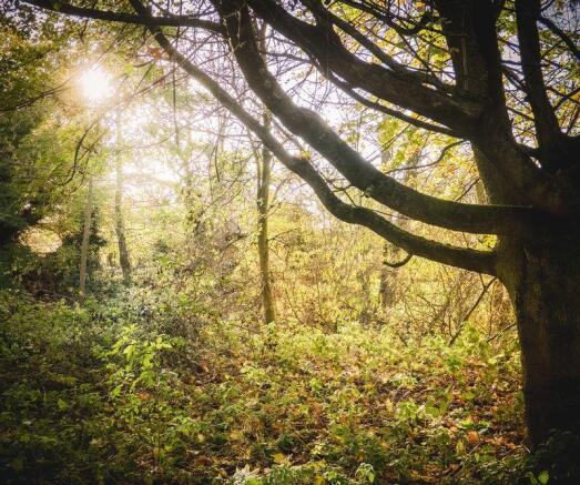 Woodland secti...