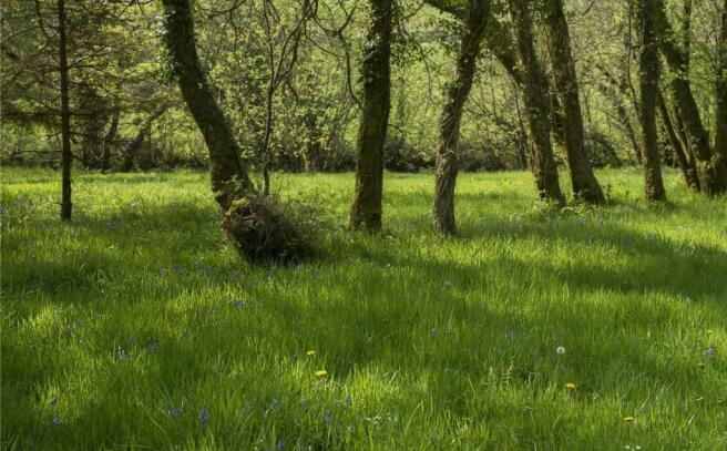 Woodlands Alt