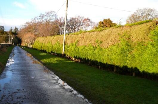 Hedge edging plot