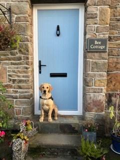 Fantastic Dog Walks