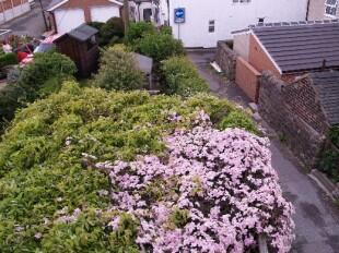 Clematis