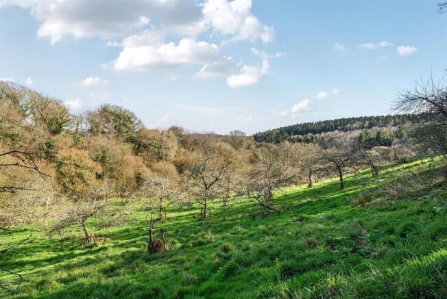 Orchard
