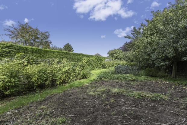 Veg Plot