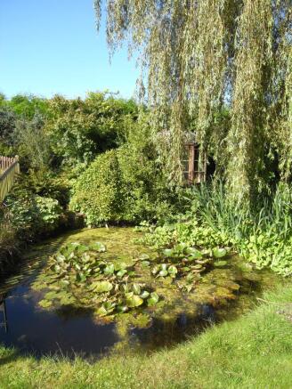 lily pond