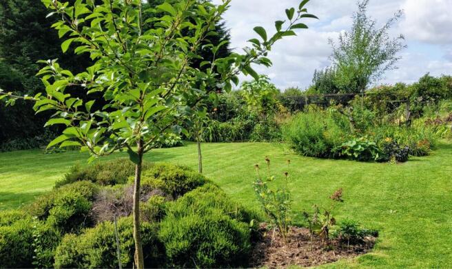 Garden at Back