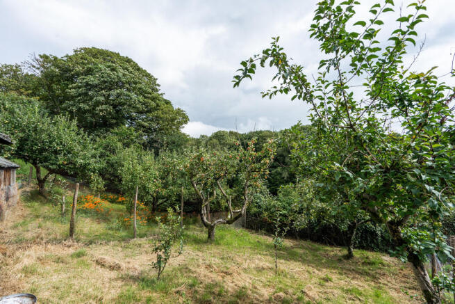 Orchard
