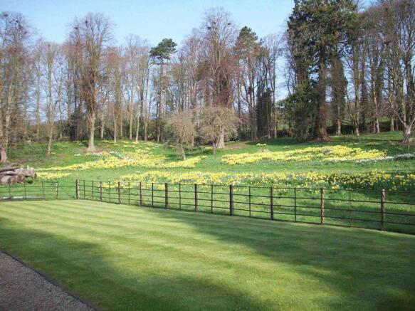 Daffodils in April