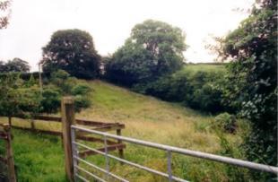 The Paddock