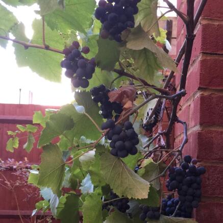 Grape vine