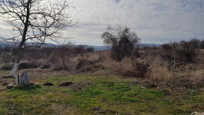 A large open piece of rural land featuring scattered leafless trees and patches of green grass under a cloudy sky.