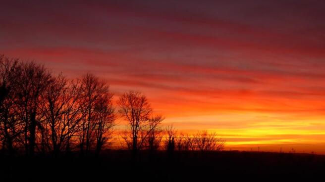 Sunset Through Trees