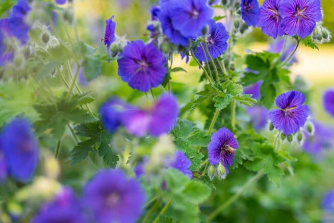 Gardens