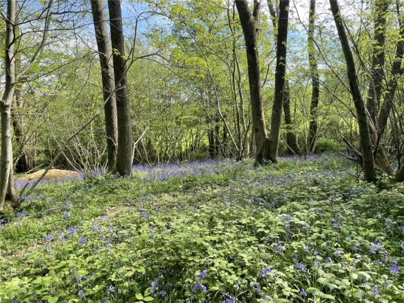 Bluebell Woodland