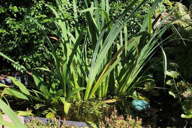 Water Feature & Pond