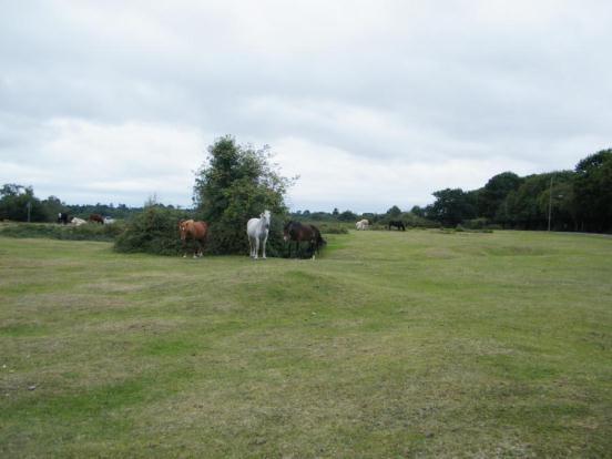 New Forest Park