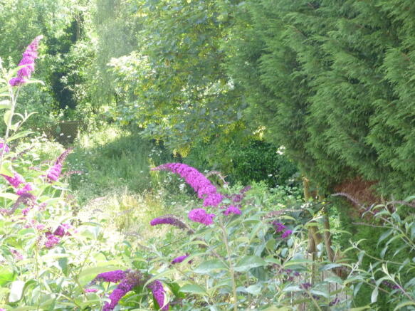 Back garden 