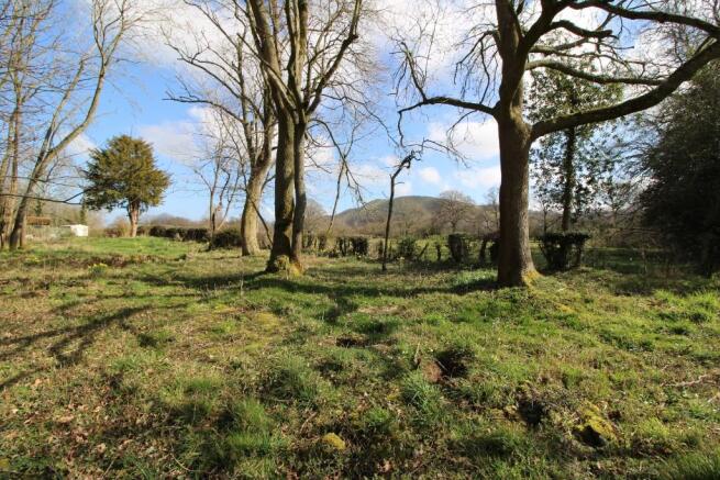 Wooded area view
