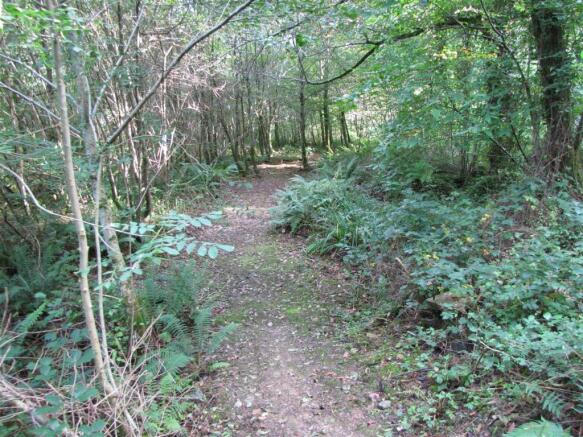 Woodland Walk.JPG