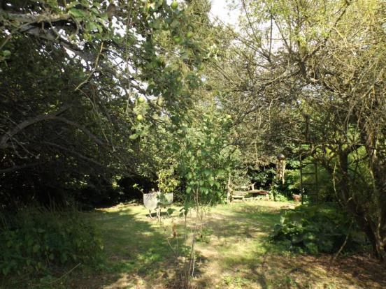 Orchard