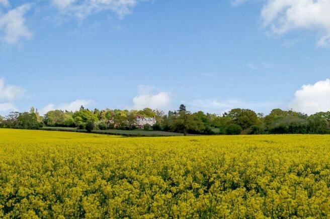 Field View