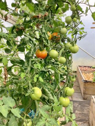 Polytunnel